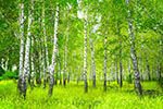 Vorschaubild Birkenwald- Entspannung pur! (3150 x 2100)