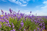 Vorschaubild Lavendel – Duftende Lavendelfelder in der Provence (4934 x 3289)