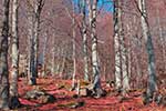 Vorschaubild Roter Waldboden (5873 x 3915)