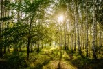 Vorschaubild Morgengrauen im Birkenwald (3960 x 2640)